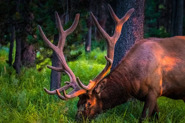 Närbild Ett Rådjur Som Betar Skogen — Stockfoto