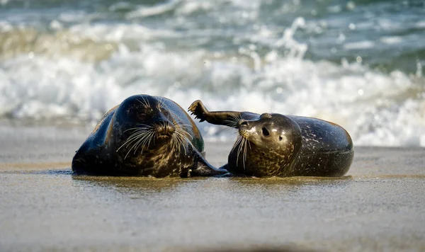 Beautiful Shot Two Cute Harbor Seals Playing Sandy Beach Neat — Stock Photo, Image