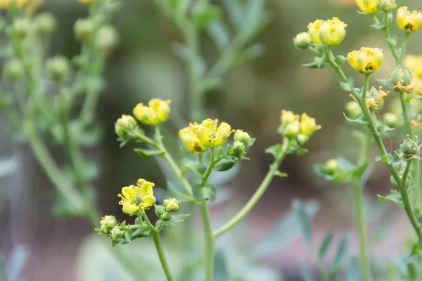 Žluté Květy Rue Rostlině Organické Zahradě — Stock fotografie
