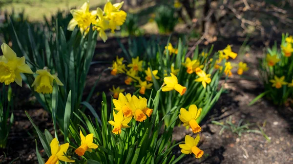 Detailní Záběr Narcisů Kvetoucích Zahradě — Stock fotografie