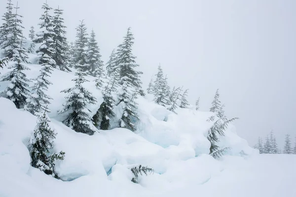 雪に覆われたモミの木と冬の風景の美しい景色 — ストック写真