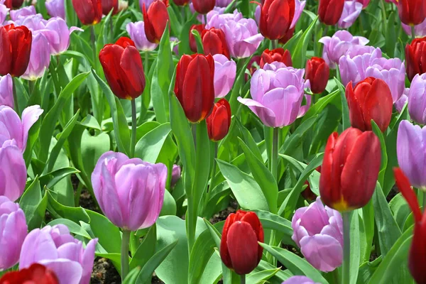 Tulip Flowers Usually Large Showy Bright Warm Colors Red Pink — Stock Photo, Image