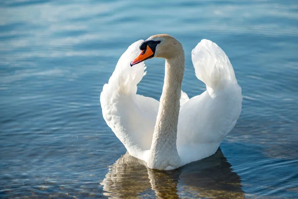 Elegante Cisne Blanco Vadeando Lago — Foto de Stock