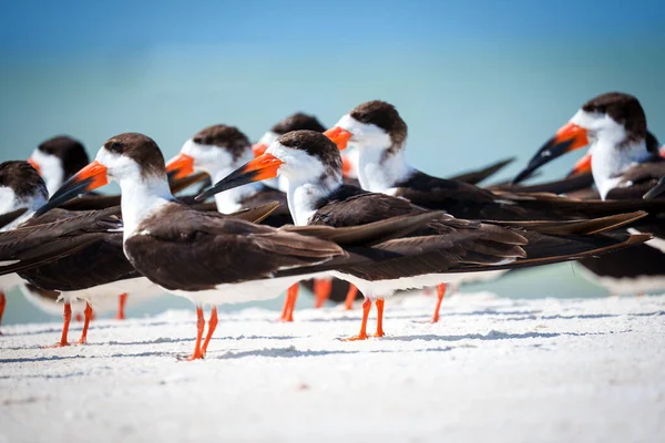 Closeup Flock Black Skimmers Standing Blue Sky Sunlight Florida — Photo