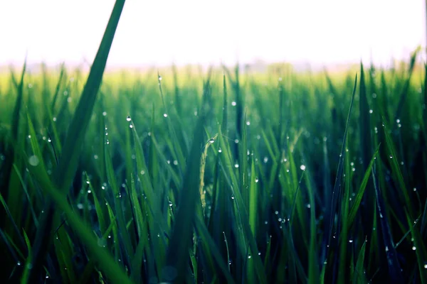 Selective Focus Shot Green Rice Blades Morning Dew Drops — Stock Photo, Image