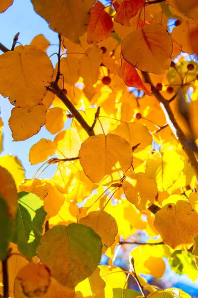 Closeup of leaves changing color in the fall.