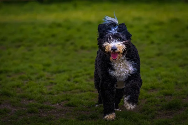 Straight Shot Black White Shaggy Dog Running Grass Field Leash — Stock Photo, Image