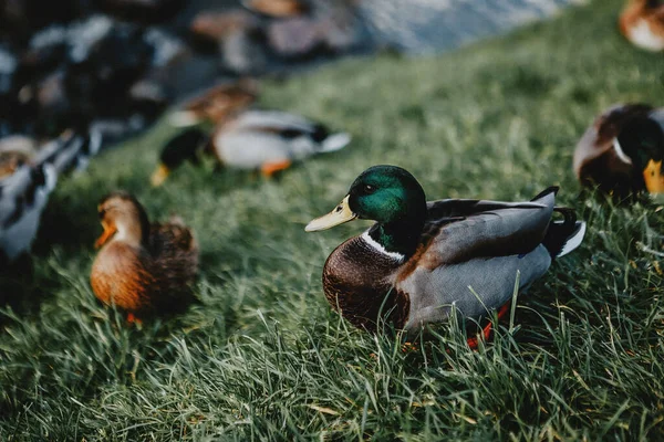 Closeup Mallards Green Grass — Stock Photo, Image