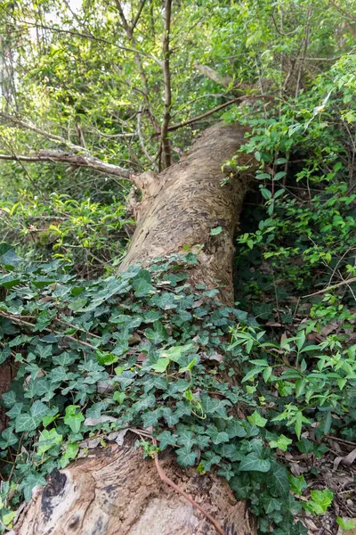 Yaşlı ağaç gövdesinin üzerinde büyüyen sarmaşık bitkisinin dikey görüntüsü.