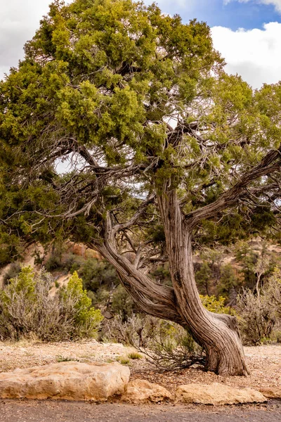 Coltivazione Conifere Ginepro Campo — Foto Stock