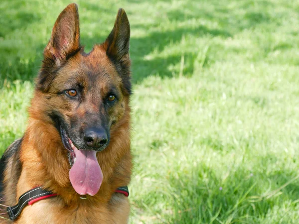 Portrait German Shepherd Dog Countryside — Stock Photo, Image