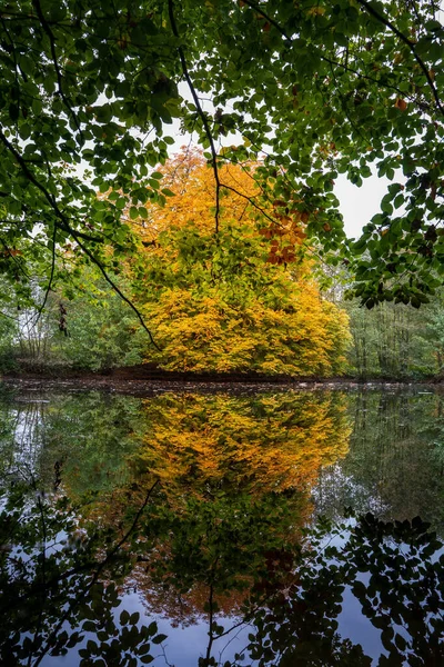 Ett Gult Träd Reflekteras Vattnet Andra Träden Gröna Detta Vertikal — Stockfoto
