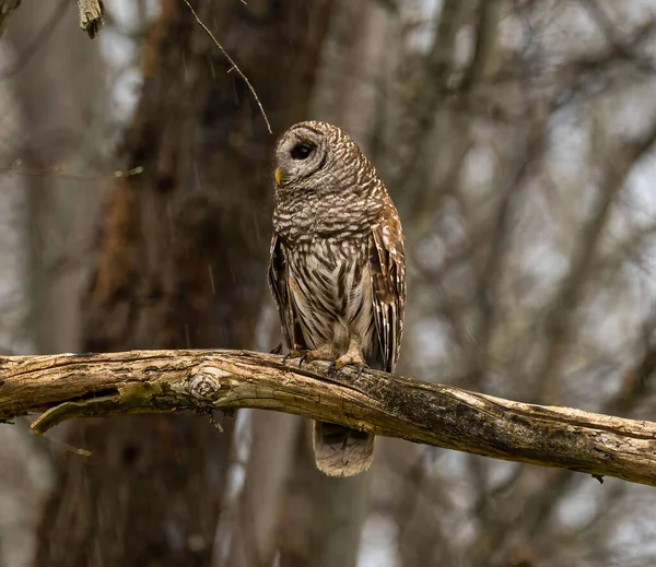 Eine Schöne Aufnahme Einer Eule Auf Einem Baum Wald Während — Stockfoto