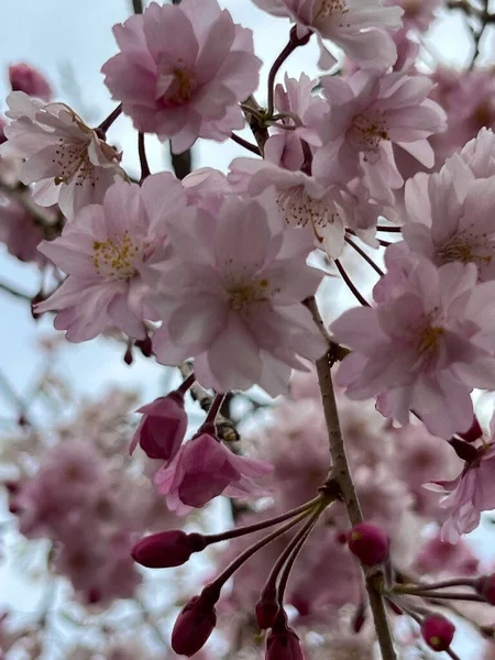 Eine Vertikale Nahaufnahme Rosa Kirschblüten Die Auf Zweigen Eines Baumes — Stockfoto