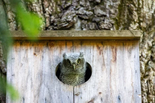 Yuva Kutusundan Dışarı Bakan Küçük Bir Baykuşun Yakın Plan Çekimi — Stok fotoğraf