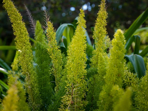 Gros Plan Cyprès Citron Vert Luxuriant Poussant Extérieur Dans Jardin — Photo