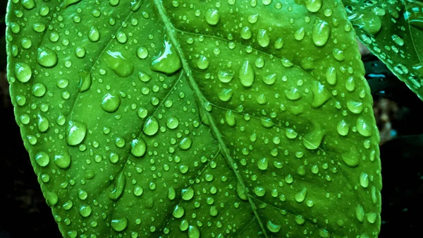 Makroaufnahme Eines Leuchtend Grünen Blattes Mit Wassertropfen Darauf Das Ästhetisch — Stockfoto