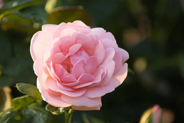 Primer Plano Cabeza Una Hermosa Rosa Con Pétalos Rosados Sobre —  Fotos de Stock