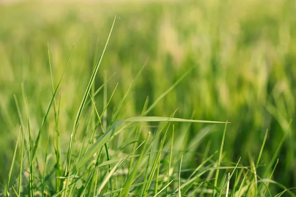 Свежая Зеленая Трава Ветру Весной — стоковое фото