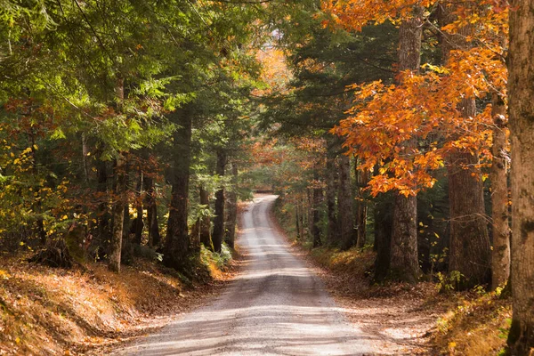 Sonbaharda Renkli Ağaçların Olduğu Ormandaki Manzaralı Bir Yol — Stok fotoğraf