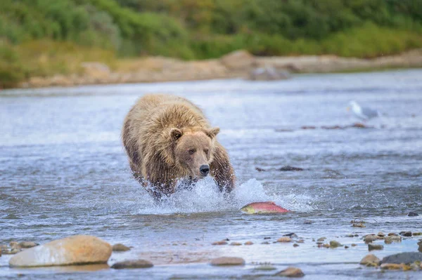 Alaska Katmai Bir Nehirde Balık Yakalayan Kahverengi Bir Ayı — Stok fotoğraf