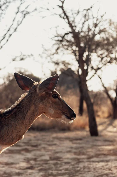 Een Baby Bok Die Zich Afvraagt Door Struik Zoek Naar — Stockfoto