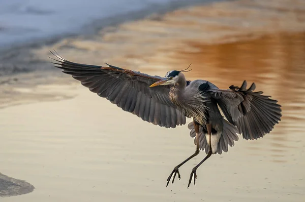Gün boyunca bir balıkçıl tarlasında çekilmiş yakın plan bir fotoğraf.