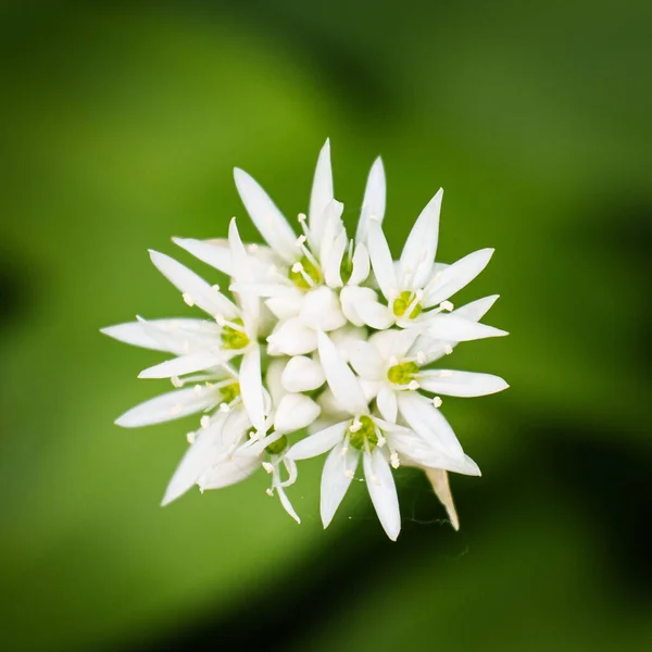 花园里一丛簇白色的野花的特写 — 图库照片