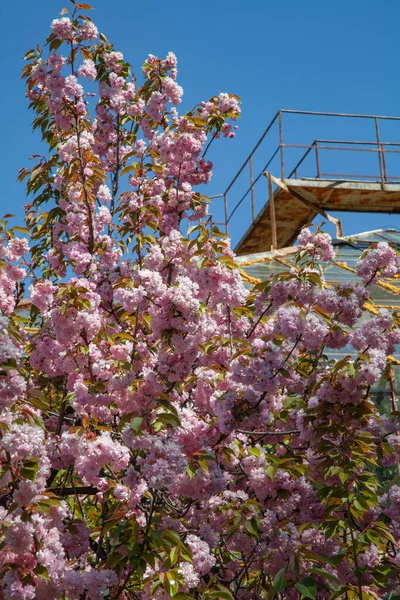 美しい桜の垂直ショット — ストック写真