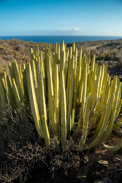Cacti Cactus Euphorbia Canariensis Canary Cardon Succulent Endemic Plant Tenerife — Stock Photo, Image