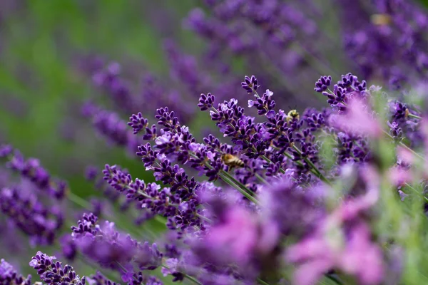 太陽の下でのブルーラベンダーの芽のクローズアップ — ストック写真