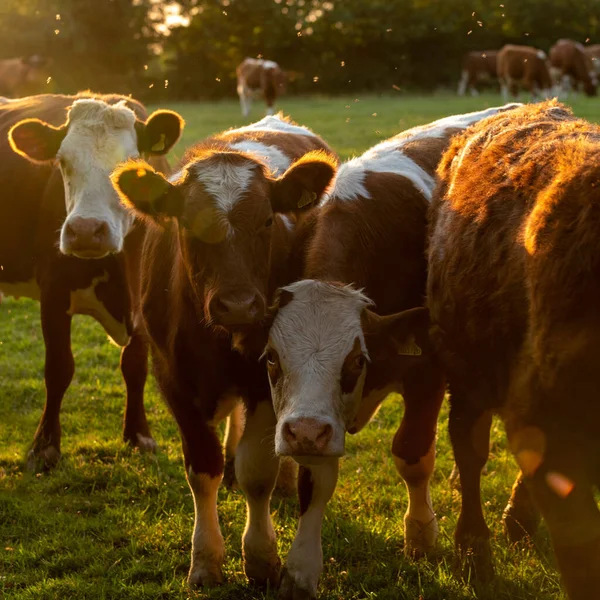 Fondo Pantalla Vacas Pastando Los Campos Atardecer — Foto de Stock