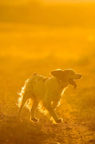 View Cute Hound Dog Running Field Sunny Day — Stock Photo, Image