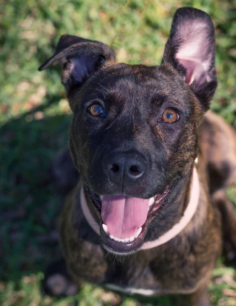 Een Overhead Shot Van Een Bruine Gelukkige Hond — Stockfoto