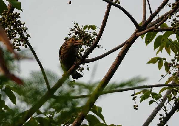 Hermoso Tiro Pájaro Barbudo Cabeza Marrón Pie Sobre Una Rama — Foto de Stock