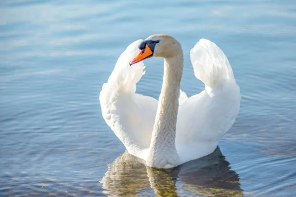 Tiro Perto Cisne Branco Nadando Água — Fotografia de Stock