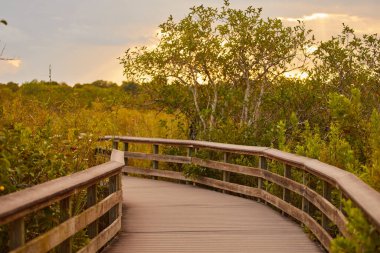 Florida Everglades 'teki Anhinga Patikası' ndaki bataklık üzerinden manzaralı bir manzara.
