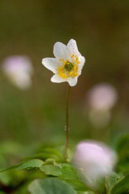 Su damlalı güzel bir kardamlası şakayığının (Anemonoides sylvestris) yakın çekimi