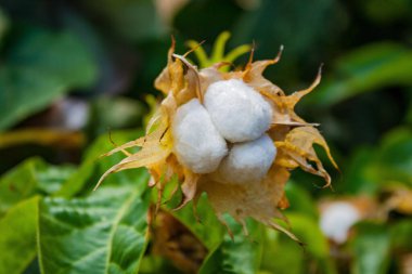 Güzel bir Cutton bitkisinin gün ışığında bulanık arkaplandaki yakın çekimi.