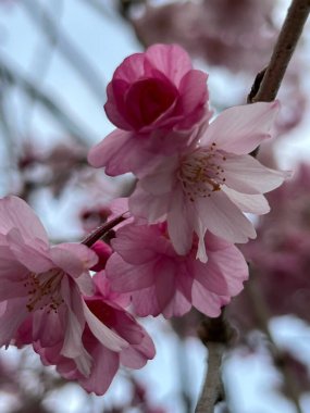 Bulanık bir arka planda dalda pembe çiçeklerin dikey görüntüsü
