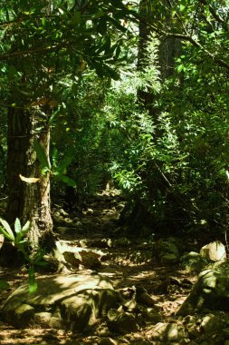 Yeşil ormanın dikey görüntüsü.