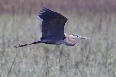 Gri balıkçıl kuşunun çimlerin üzerinde uçuşu