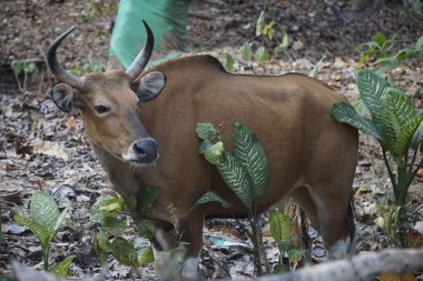 Ormanda bir ineğin dikey görüntüsü.