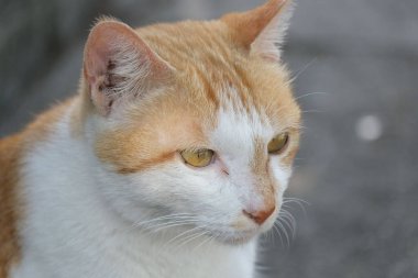 Kızıl bir kedinin arka planda bulanık bir şekilde çekilmiş yakın plan fotoğrafı.