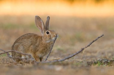 Batı İspanya 'da güneş doğarken çimlerin üzerinde vahşi bir tavşanın yakın plan çekimi.