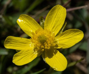 Bahçedeki bulanık arkaplan çiçeğinin sığ bir odak noktası.