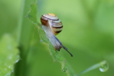 Parktaki yeşil yapraklı bir salyangozun yakın çekimi.