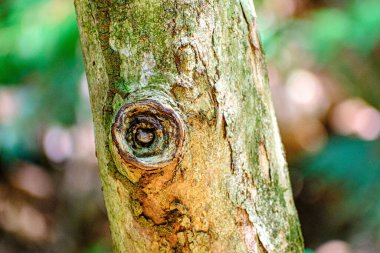 Bulanık arkaplanda bir ağaç gövdesinin yakın çekimi
