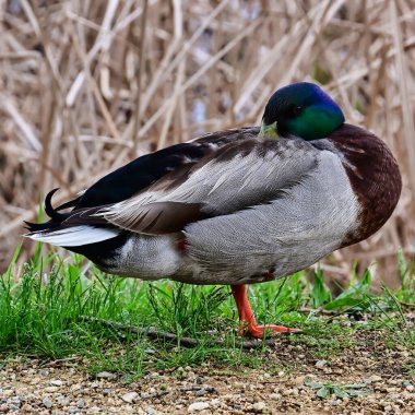 Kafasını kanadına sıkıştırmış bir yaban ördeği resmi.