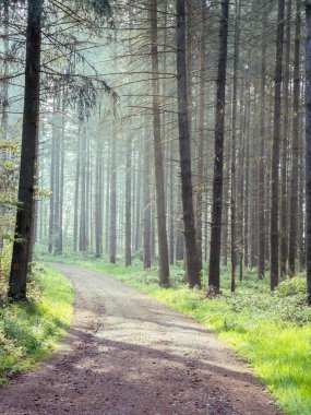 Güneşli bir günde yeşil ormanda uzun ve dar bir patika.
